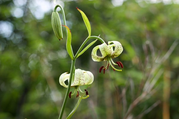 最是那一低头的温柔——绿花百合