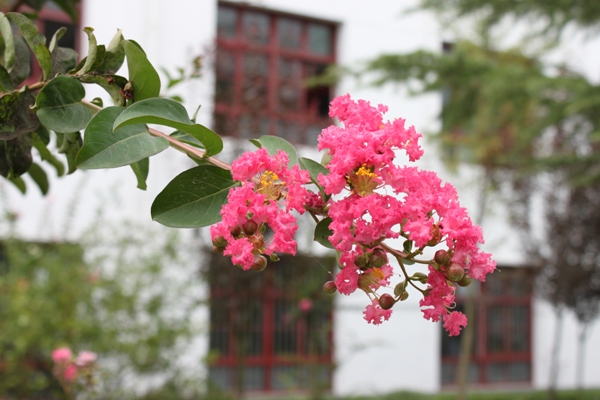 陕西省安康市市花图片